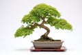 bonsai tree with identification tag Royalty Free Stock Photo