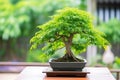 bonsai tree with identification tag Royalty Free Stock Photo