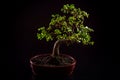 Bonsai tree isolated on black background Royalty Free Stock Photo