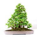 Bonsai tree isolated