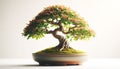 Bonsai tree isolated on white background. Ancient Chinese technique for growing small plants Royalty Free Stock Photo