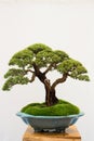 Bonsai Tree Isolated On White Background