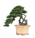 Bonsai tree isolated on white background with clipping path Royalty Free Stock Photo