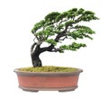 Bonsai tree isolated on white background with clipping path Royalty Free Stock Photo
