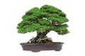 Bonsai tree isolated on white background with clipping path Royalty Free Stock Photo