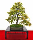 Bonsai tree isolated on white, common hornbeam Royalty Free Stock Photo