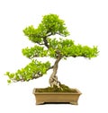 Bonsai Tree