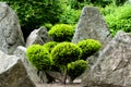 Bonsai tree Royalty Free Stock Photo