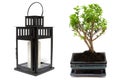 Bonsai tree and japanese candle lamp Royalty Free Stock Photo