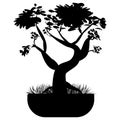 Bonsai tree. Japanese bonsai tree in the pot and with grass around. Plant silhouette icons isolated on white background, Black Royalty Free Stock Photo
