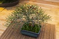 Bonsai tree - Japanese spindle