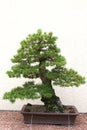 Bonsai tree at Jardin Botanique Royalty Free Stock Photo