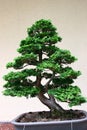 Bonsai tree at Jardin Botanique Royalty Free Stock Photo