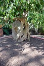 Bonsai tree in jardiniere.