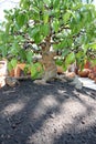 Bonsai tree in jardiniere.