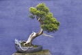 Bonsai tree Juniper China (Juniperus chinensis) Royalty Free Stock Photo