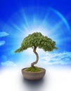 Bonsai Tree Knowledge Sky Royalty Free Stock Photo