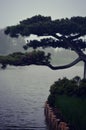 Bonsai Tree and Lake Royalty Free Stock Photo