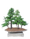 Bonsai tree - Larch Royalty Free Stock Photo