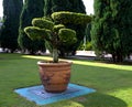 Bonsai tree in a large clay pot