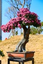 Bonsai tree with lilac chrysanthemum flowers vertical composition Royalty Free Stock Photo