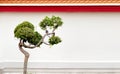 Bonsai tree and little bird on a background of the wall of a Buddhist temple,Bangkok, Thailand. Royalty Free Stock Photo