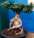 Bonsai tree that looks like a living creature, photographed in Bloemfontein, South Africa