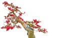 Bonsai tree loropetalum chinense or chinese fringe flower Royalty Free Stock Photo