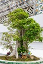 Bonsai Tree and Miniatures at Wat Phra Chetuphon, Bangkok, Thailand Royalty Free Stock Photo