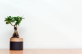 Bonsai tree in modern interior with white wall background Miniature tree to grow in pot for indoor garden