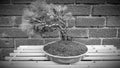 Bonsai tree nature plants garden small b&w Royalty Free Stock Photo
