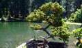 Bonsai tree next to a lake Royalty Free Stock Photo