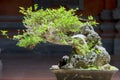 Bonsai tree, old almost horizontally grown bonsai with fresh green leaves in an elongated clay pot Royalty Free Stock Photo