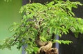 Bonsai, tree, old, unique