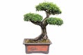 Bonsai tree of olea europaea