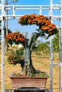 Bonsai tree with orange color chrysanthemum flowers Royalty Free Stock Photo