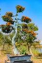 Bonsai tree with orange color chrysanthemum flowers Royalty Free Stock Photo