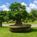 Bonsai Tree in Ornamental Garden at Thailand