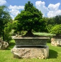 Bonsai Tree in Ornamental Garden at Thailand