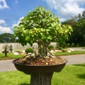 Bonsai Tree in Ornamental Garden at Thailand