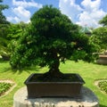 Bonsai Tree in Ornamental Garden at Thailand