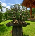Bonsai Tree in Ornamental Garden at Thailand