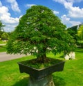 Bonsai Tree in Ornamental Garden at Thailand