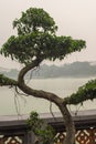 Bonsai tree with pagoda beyond, Vietnam Royalty Free Stock Photo