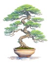 Bonsai tree photorealistic watercolor,generative ai