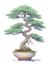 Bonsai tree photorealistic watercolor,generative ai