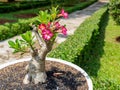 A Bonsai Tree with Pink Desert Rose Flowers Royalty Free Stock Photo