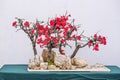 Bonsai tree with pink flowers against white wall Royalty Free Stock Photo