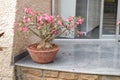 Bonsai Tree with pink flowers in an earthen pot Royalty Free Stock Photo