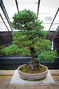 Bonsai tree pinus parviflora - Kokonoe Royalty Free Stock Photo